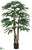 Rhapis Palm Tree - Green Two Tone - Pack of 2