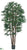 Rhapis Palm Tree - Green Two Tone - Pack of 2