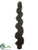 Rosemary Topiary Spiral - Green - Pack of 1