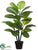 Rubber Plant - Green - Pack of 4