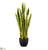 Sansevieria Plant - Variegated - Pack of 2