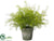 Silk Plants Direct Sprengeri Plant - Green - Pack of 2