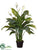 Spathiphyllum Plant - Green White - Pack of 4