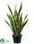 Silk Plants Direct Sansevieria - Green Cream - Pack of 4