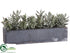 Silk Plants Direct Dudleya - Gray - Pack of 4