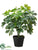 Schefflera Plant - Green - Pack of 6