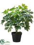 Silk Plants Direct Schefflera Plant - Green - Pack of 6