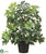 Schefflera Plant - Green - Pack of 4