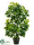 Schefflera Plant - Green - Pack of 2