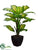 Dieffenbachia Plant - Green Variegated - Pack of 2
