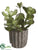 Kalanchoe - Green Burgundy - Pack of 6