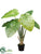 Taro Plant - Green - Pack of 4