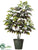 Croton Tree - Green - Pack of 2