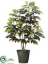 Silk Plants Direct Croton Tree - Green - Pack of 2