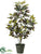 Croton Tree - Green - Pack of 2