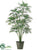 Parlour Palm Tree - Green - Pack of 2