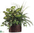 Dieffenbachia, River Fern, Grass - Green Mixed - Pack of 4