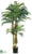 Phoenix Palm Tree - Green - Pack of 2