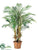 Robellini Palm Tree - Green - Pack of 1