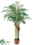 Robellini Palm Tree - Green - Pack of 1