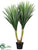 Tropical Yucca Plant - Green - Pack of 2