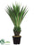 Yucca Plant - Green - Pack of 2