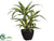 Dracaena Plant - Green Gray - Pack of 4