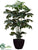 Zamia Plant - Green - Pack of 2