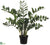 Zamioculcas Zamiifolia ZZ Plant - Green Two Tone - Pack of 4