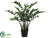ZZ Plant - Green Two Tone - Pack of 1