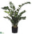 Zamioculcas Zamiifolia ZZ Plant - Green - Pack of 2