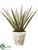 Silk Plants Direct Agave Plant - Burgundy Green - Pack of 1