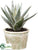 Agave Plant - Green Gray - Pack of 6