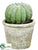 Silk Plants Direct Barrel Cactus - Green - Pack of 12