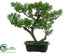 Silk Plants Direct Boxwood Bonsai - Green - Pack of 6