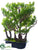 Silk Plants Direct Boxwood Bonsai - Green - Pack of 2