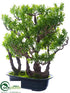 Silk Plants Direct Boxwood Bonsai - Green - Pack of 2