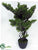 Boxwood Bonsai - Green - Pack of 2