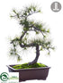 Silk Plants Direct Long Needle Pine Bonsai - Green - Pack of 1