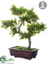 Silk Plants Direct Boxwood Bonsai - Green - Pack of 1