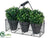 Boxwood Topiary Ball - Green - Pack of 4