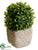 Boxwood Topiary Ball - Green - Pack of 6