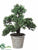 Boxwood Bonsai - Green - Pack of 2