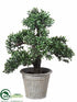 Silk Plants Direct Boxwood Bonsai - Green - Pack of 2