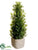 Boxwood Cone Topiary - Green - Pack of 6