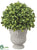 Boxwood Ball - Green - Pack of 2