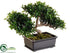 Silk Plants Direct Tea Leaf Bonsai Tree - Green - Pack of 6