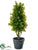 Boxwood Topiary - Green - Pack of 4