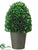 Boxwood - Green - Pack of 2