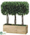 Boxwood Topiary - Green - Pack of 2